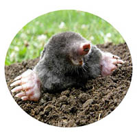 Le Center mole & grub control