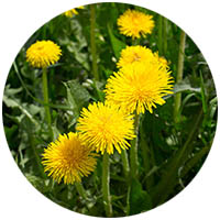 Le Center grass weed control